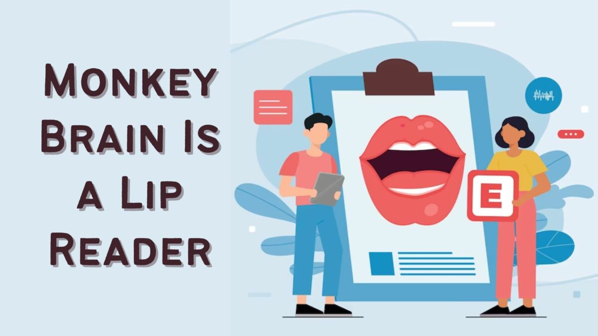 Monkey Brain Is a Lip Reader