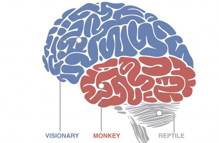 Monkey Brain Doesn’t Like to Be Wrong, and It Could Cost You Money!